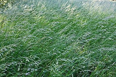 《饿狼传说：群狼之城》动画宣传片 不知火舞真性感